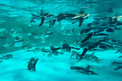 葛西臨海水族園（イメージ）
