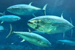 葛西臨海水族園（イメージ）