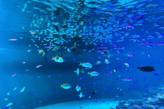 葛西臨海水族園のチケット付プラン