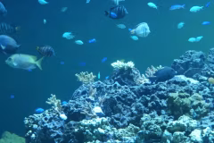 葛西臨海水族園のチケット付プラン