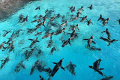 葛西臨海水族園のチケット付プラン