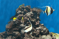 葛西臨海水族園のチケット付プラン