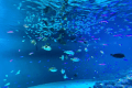 葛西臨海水族園（イメージ）