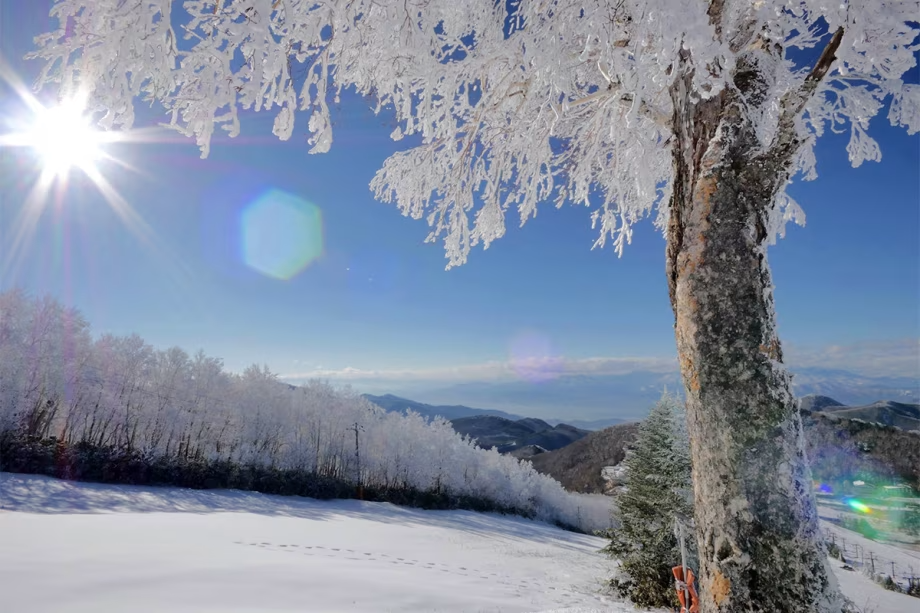 【志賀高原の冬】雪や氷に覆われた樹木たち。雪原を埋め尽くす大迫力の光景に大自然の神秘と奇跡を感じる。