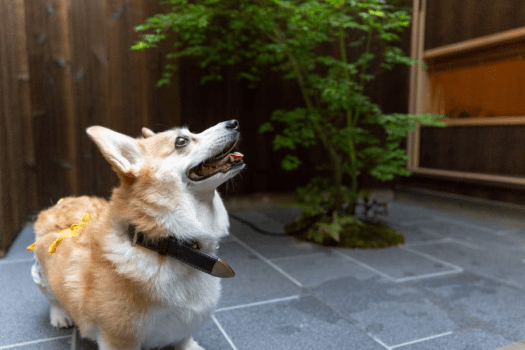 【素泊プラン】町家ステイ（6名様まで可能 WiFi対応）