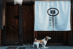 七条花畑 NANAJO-HANABATAKE【ドッグフレンドリー】【赤ちゃんフレンドリー】