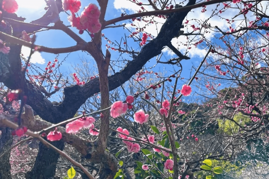 熱海梅園で梅鑑賞するなら秀花園に宿泊♪