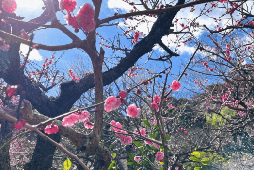 熱海梅園で梅鑑賞するなら秀花園に宿泊♪