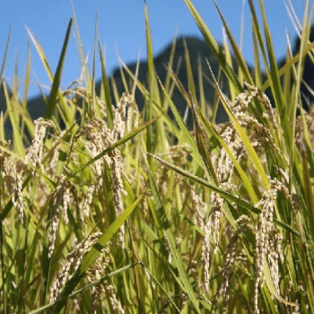 癒し農園　愛情米