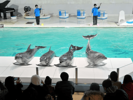 【小樽水族館】楽しい海の仲間が待ってるよ♪ 【小樽水族館】楽しい海の仲間が待ってるよ♪