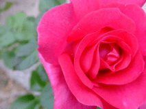 【家族の大切な御祝いの日に】