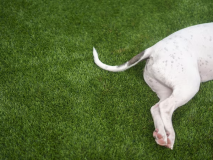 ドッグテラススイート