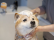 ドッグウォッシュ
