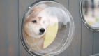 【公式限定・早期割75】愛犬と過ごす特別な旅 ～75日前の予約でお得に宿泊＜素泊まり＞
