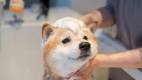 【公式サイト限定特典】DOG SPA・STAY満喫プラン ～オプションプランを予約でお得に宿泊☆愛犬に至福のひと時をプレゼント＜素泊まり＞