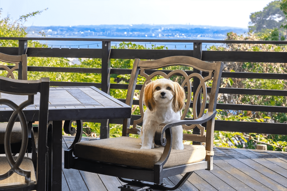 【夏先どりキャンペーン】期間限定｜ひとり3,000円OFF！～海辺の避暑地でのんびり愛犬旅～＜素泊まり＞