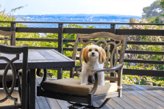 【夏先どりキャンペーン】期間限定｜ひとり3,000円OFF！～海辺の避暑地でのんびり愛犬旅～＜素泊まり＞