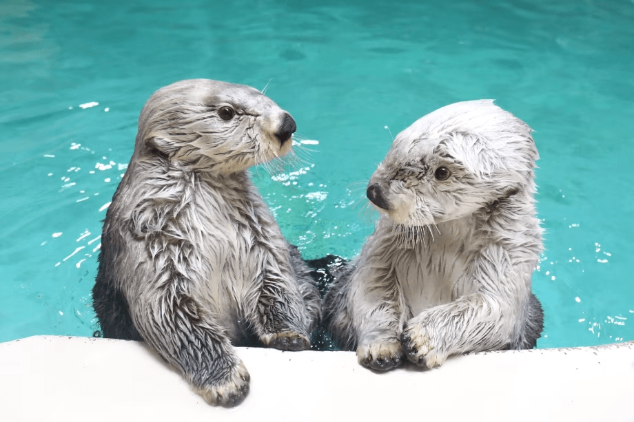 ≪冬のスペシャル企画☆3days限定！≫鳥羽水族館ナイトアクアリウム限定チケット付き★【1泊朝食付】持ち込み自由！プライベートヴィラで満喫～＜オーシャンビュー・客室露天風呂・貸切スパ・ガスコンロ付＞