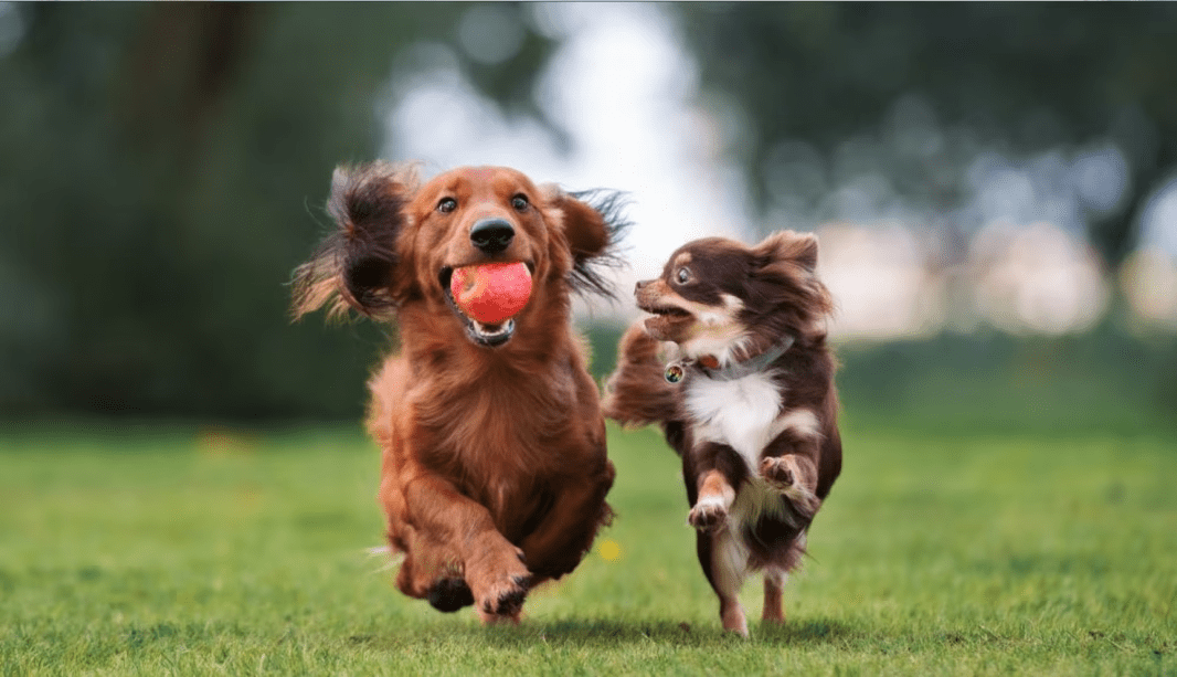 遊んで食べて、ワンちゃんと楽しい時間を過ごしてください。