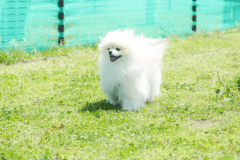 愛犬とのびのび過ごす休日