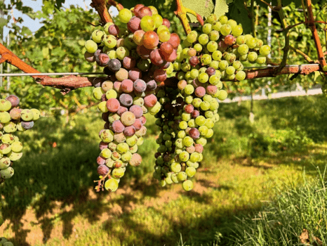 【熟成肉 &times; 四日市初ワイナリー 圃場見学付き　地産地消料理とワインの会】