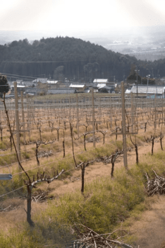 【熟成肉 &times; 四日市初ワイナリー 圃場見学付き　地産地消料理とワインの会】