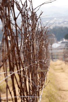 【熟成肉 &times; 四日市初ワイナリー 圃場見学付き　地産地消料理とワインの会】