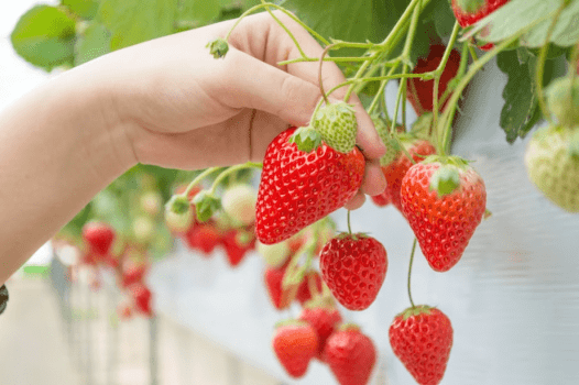 【イタリアン／アル・ケッチァーノ】自ら収穫した食材を最高の一皿へ導く、苺の美食旅｜2月～3月