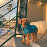 Standard SPACE-Z2【25㎡※テラス含む・定員2名・ドッグOK】