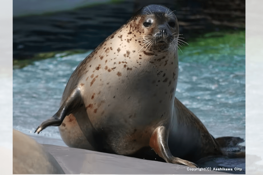 『旭山動物園』カワイイ動物たちが出迎えてくれます