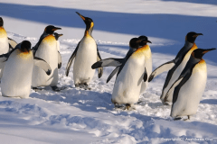 『旭山動物園』カワイイ動物たちが出迎えてくれます