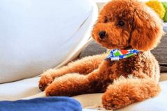 ペットと一緒にお泊り！