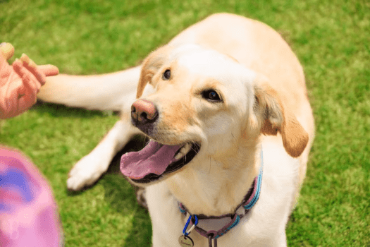 ＜simple stay＞愛犬と共に、心安らぐ特別な滞在～Me mo Inu mo～【選べるお食事】