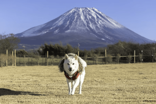 ドッグキャビン＜グランデ＞-プライベートドッグラン700㎡・ペット同伴OK-