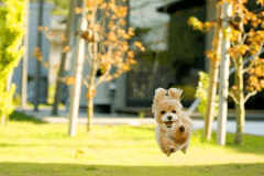 ドッグキャビン＜スタンダード＞-プライベートドッグラン500㎡・ペット同伴OK-