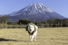 ドッグキャビン＜グランデ＞-プライベートドッグラン700㎡・ペット同伴OK-