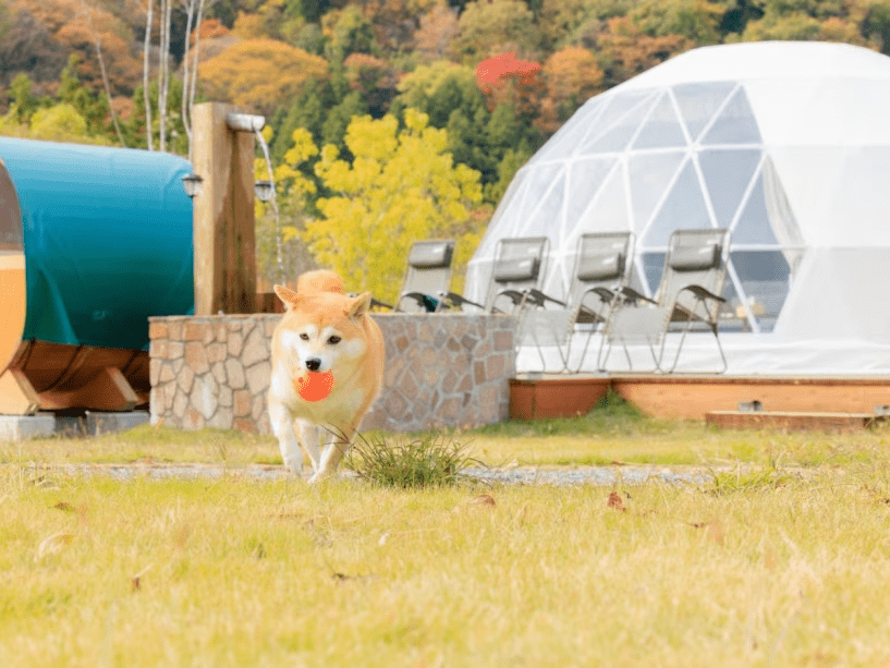 【お得な２食付き】ペットと一緒に泊まれる！！グランピングとサウナで最高のひと時を！