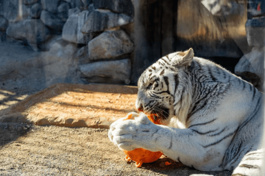 【1泊2食付】≪サバンナ肉だくBBQ ≫グランフィルリゾーツ東武が提案する&lsquo;&rsquo;ここでしか食べられない&lsquo;&rsquo;最上級BBQ～特製サバンナ肉盛りプレートやスパイスマルシェetc～