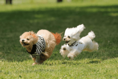 【愛犬同伴可能】ガーデンテラスヴィラ《2ベッド》