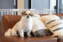 【愛犬同伴可能】コーナーテラスヴィラ《2ベッド》