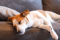 《GRAND OPEN 記念》◆期間限定◆30％OFF！でオトクに泊まれる”愛犬旅”プラン！～＜千葉県南房総の自然に佇む・1棟貸切のドッグファーストリゾート＞