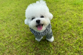 《GRAND OPEN 記念》◆期間限定◆30％OFF！でオトクに泊まれる”愛犬旅”プラン！～＜千葉県南房総の自然に佇む・1棟貸切のドッグファーストリゾート＞