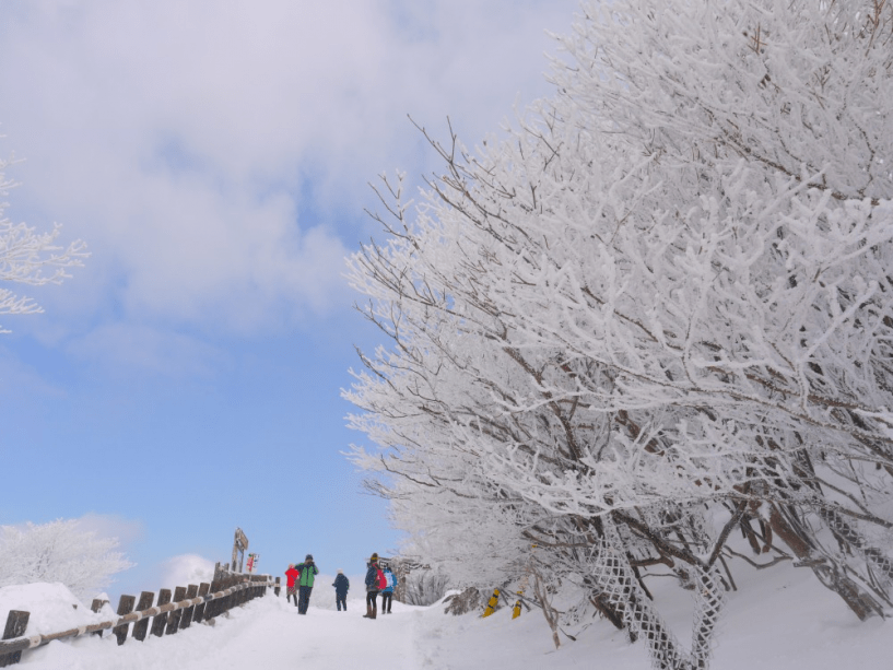自然の芸術　樹氷　
◎気象条件により見られます