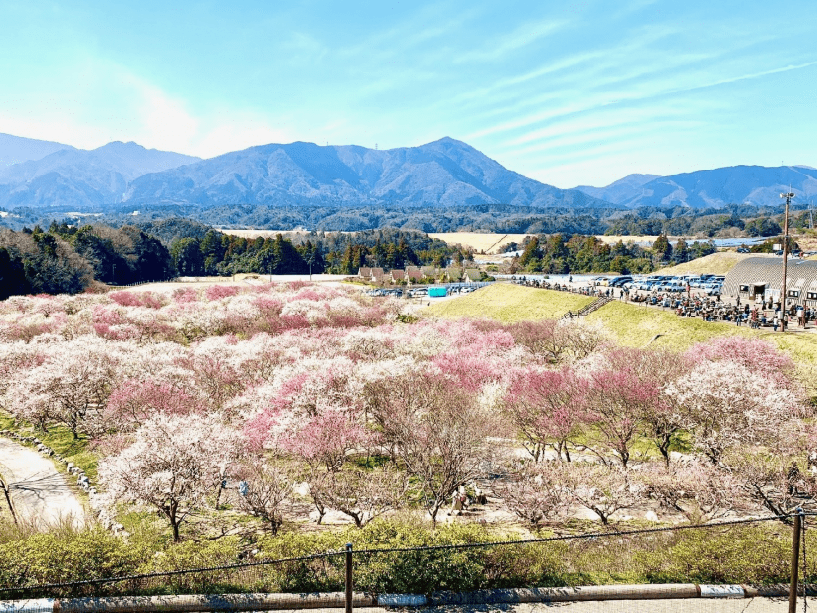 いなべ梅林公園は車で約45分ほど。カメラで撮影がおすすめ