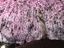 しだれ梅のライトアップ（イメージ）