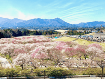 いなべ梅林公園は車で約45分ほど。カメラで撮影がおすすめ