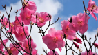 毎年GW辺りで見頃をむかえるアカヤシオ。ピンクのお花がとても綺麗です。