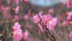 御在所岳のアカヤシオのイメージ