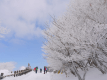 自然の芸術　樹氷　
◎気象条件により見られます