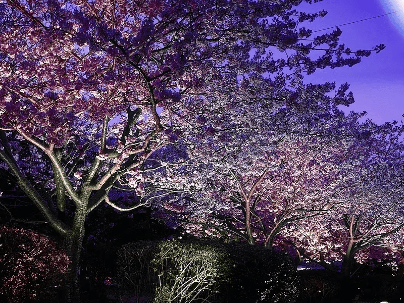 河津夜桜ライトアップ